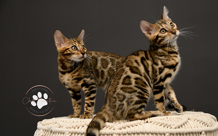 Bengal kitten for sale